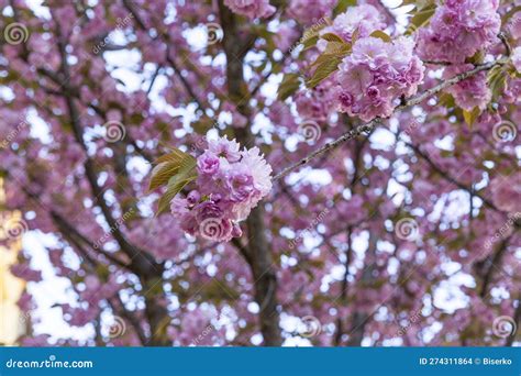 Sakura or Japanese Cherry Tree in the Spring Stock Photo - Image of ...