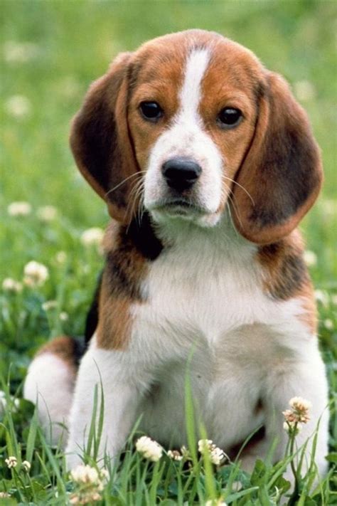 Beagles, Basset hound mix and Puppys on Pinterest