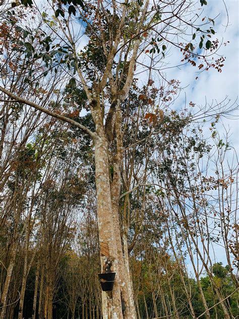 Pokok Getah | Rubber tree, Outdoor, Plants