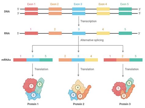 Alternative Splicing- Definition, Mechanism, Types, Uses