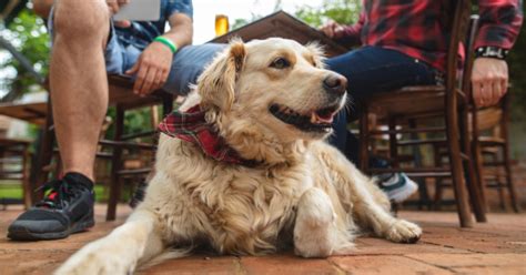 Dog-Hating Couple Won't Eat On Patio With Friend's Dog