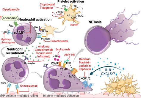 Building a better NET: Neutrophil extracellular trap targeted ...