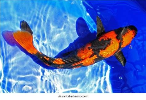 Gambar Ikan Mas Koi Hitam Putih dari Lokal Terbaik&Termahal