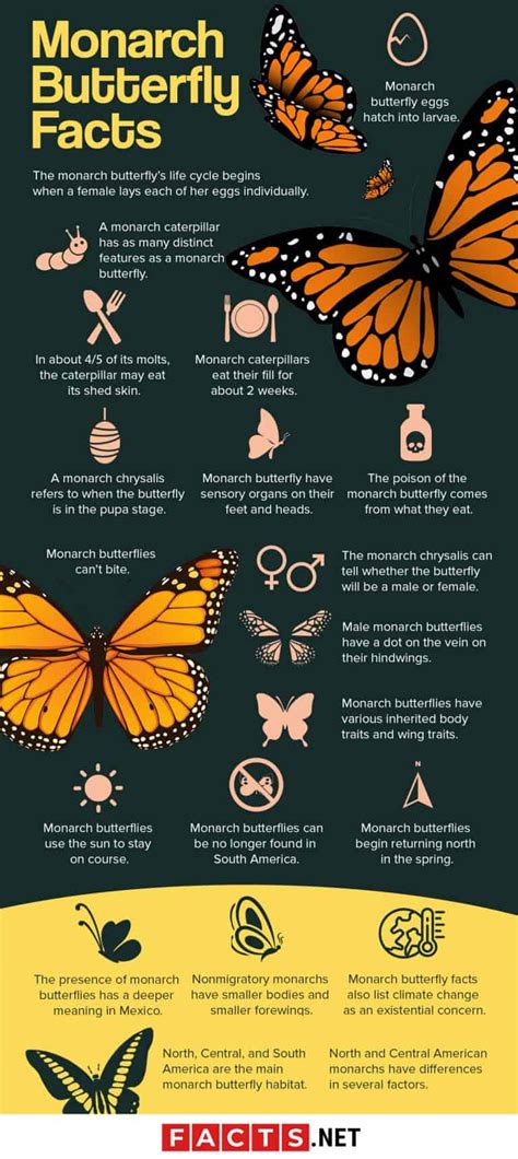 50 Magnificent Monarch Butterfly Facts You Can't Miss - Facts.net