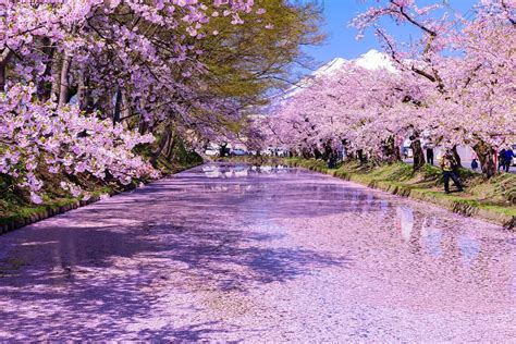 Le printemps au Japon : la saison des nouveaux départs et de la nature ...