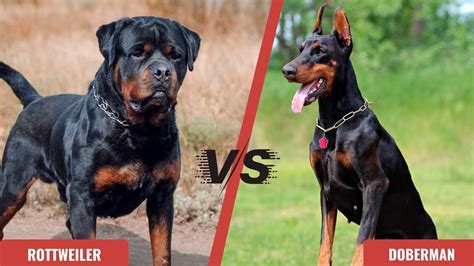 Doberman Vs Rottweiler Fight