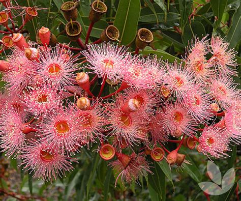 Corymbia ficifolia 'Summer Beauty' - Grafted Flowering Gum – Trees ...