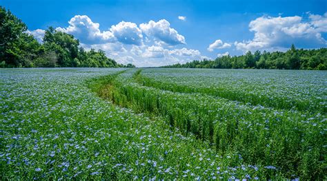 Where Is the Best Flax for Linen Grown? | The Modern Dane