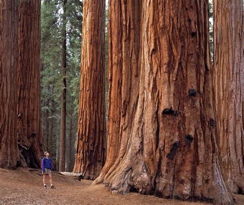 Sequoia National Park | Map, Location, & Facts | Britannica