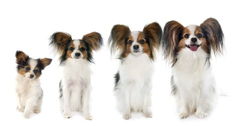 Papillon: Facts, care tips, diet, grooming, and breed information