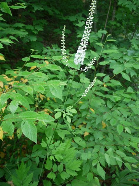 Black cohosh or something else? | Identify that Plant