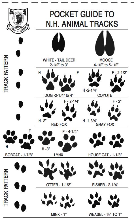 fisher cat paw tracks - Shana Gatlin