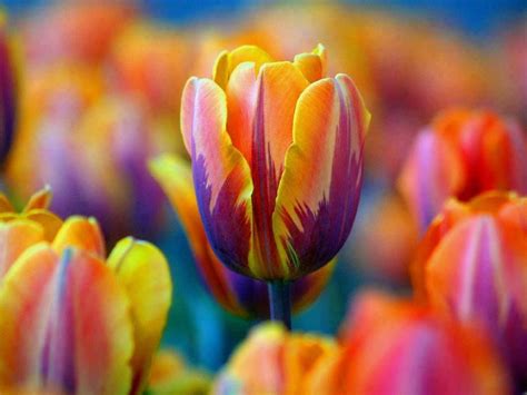 Rainbow tulip | Flowers, Tulips, Garden