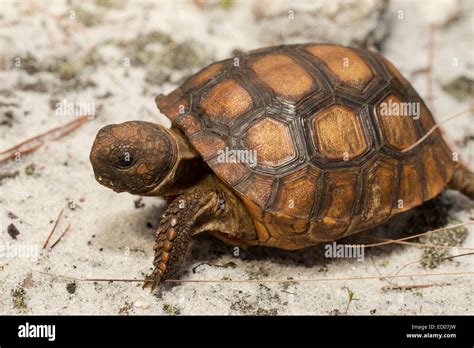 Baby gopher tortoise - Gopherus polyphemus Stock Photo - Alamy