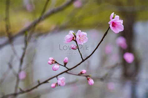 Peach Blossom Picture And HD Photos | Free Download On Lovepik