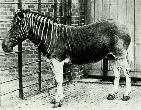 Quagga | Definition, Facts, & Extinction | Britannica