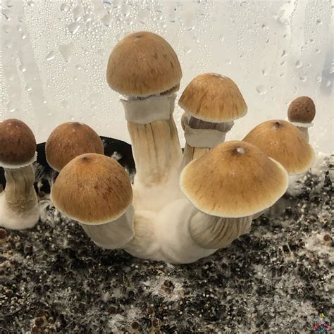 Psilocybe Cubensis "McKennaii" Spore Print | Inoculate the World