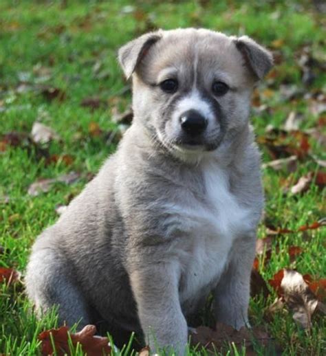 Canaan Dog Puppies For Sale | Seattle, WA #191541