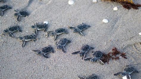 Turtle nesting season underway on Florida beaches: Travel Weekly