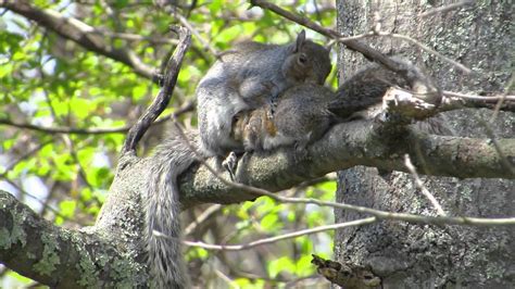 Squirrel Building Nest in Purple Martin House - (Part 2) - YouTube