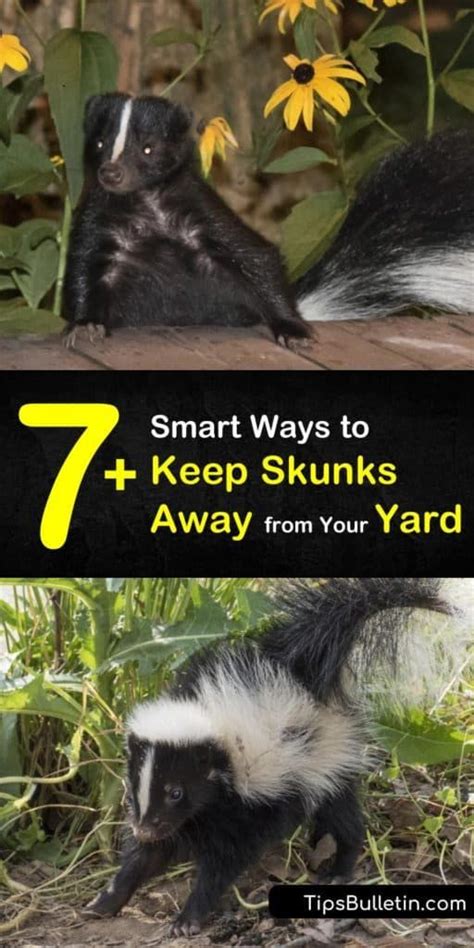 7+ Smart Ways to Keep Skunks Away from Your Yard | Skunk repellent ...