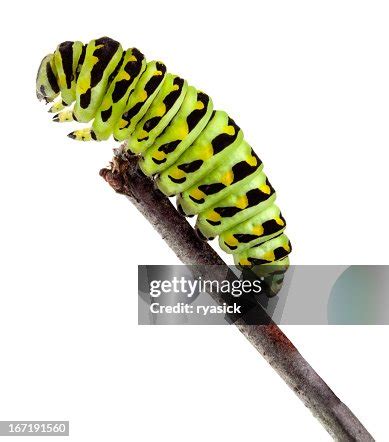 Swallowtail Caterpillar In Profile Isolated Closeup Crawling On Twig ...