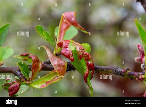 Peach leaf curl. Fungal disease of peaches tree. Taphrina deformans ...