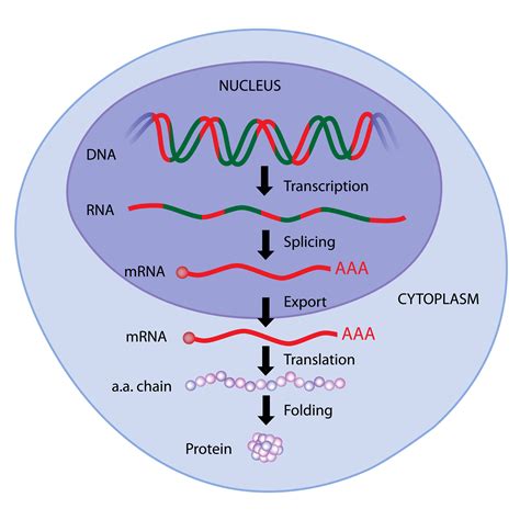 Differential Gene Expression — EducationHQ