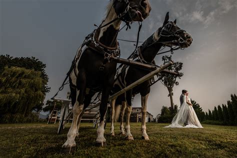 Horse Carriage Wedding Photo