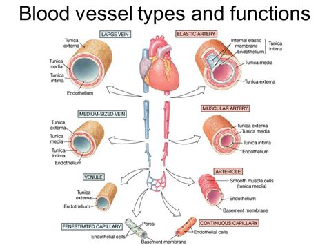 Types of Blood Vessels – Structure And Function of Arteries, Arte¬ ...