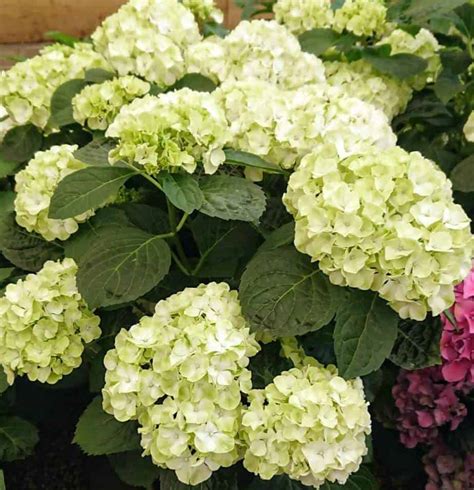 Hydrangea Turning Green? (3 Reasons) – Gardener Report