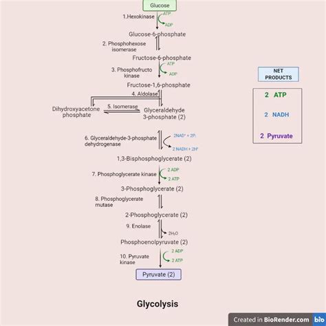 Glycolysis Cycle