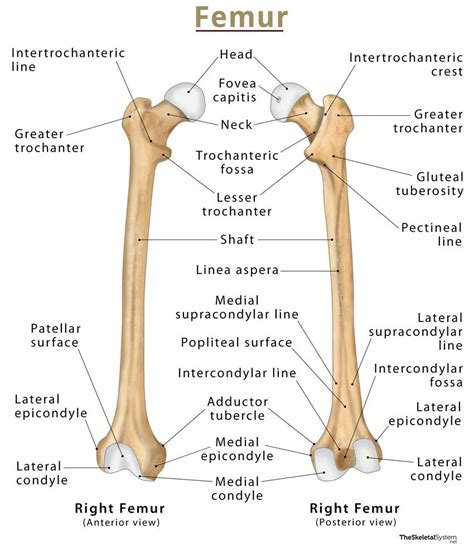 Femur: Definition, Location, Anatomy, Functions, & Diagrams