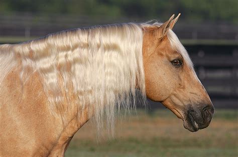 Palomino