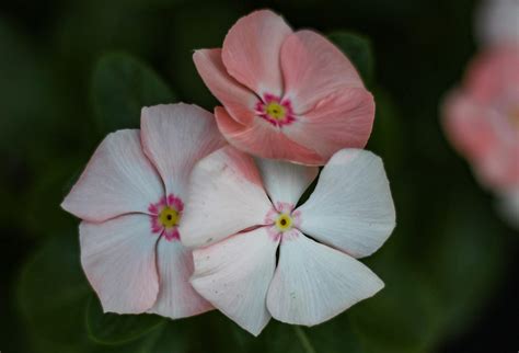 Growing Periwinkle: How to Plant & Care for Periwinkle Flowers