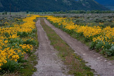 Flower Road Photograph by Larry Fry