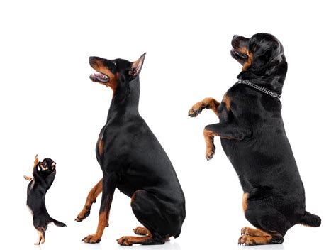 Do Rottweilers and Dobermans Get Along? - (Answered)