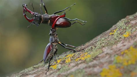 Fighting for love and food, stag beetle throws opponent on its back - CGTN