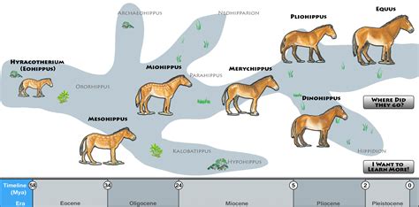 Horse Evolution Tree