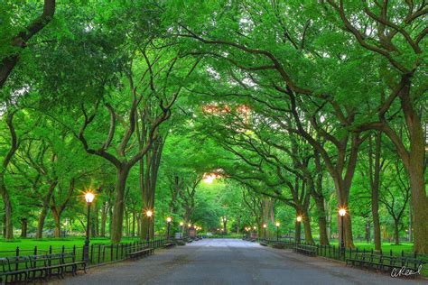 Central Park Tree Tunnel Photo For Sale | Fine Art Prints By Aaron Reed