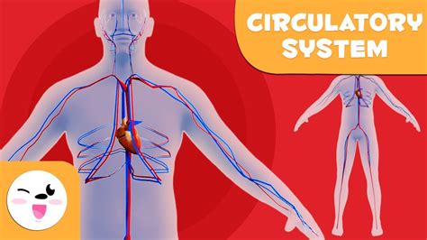 Body Organs Cardiovascular System - Infoupdate.org