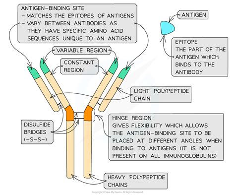 AQA A Level Biology复习笔记2.5.8 Antibodies-翰林国际教育