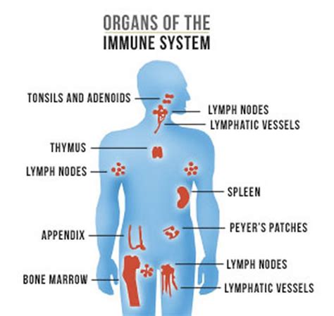 Immune System Dysfunction May Occur Early in Alzheimer's - Neuroscience ...