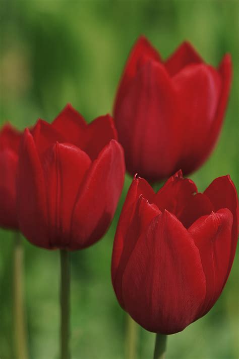 The gallery for --> Tulipanes Rojos