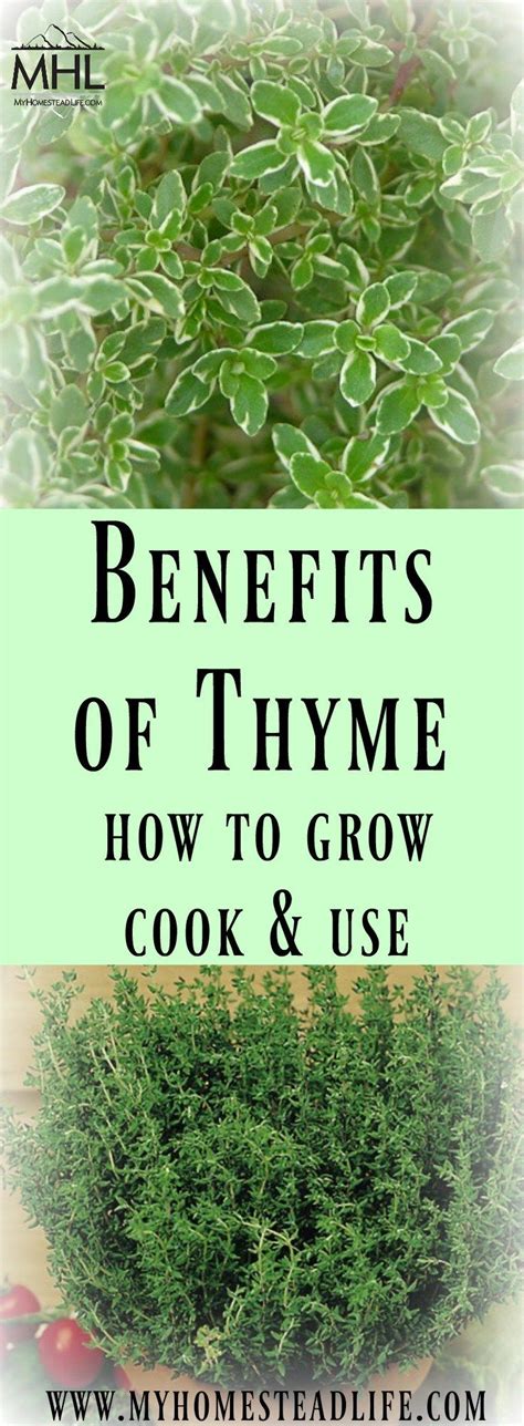 Benefits of Thyme: How To Grow, Cook & Use | Organic vegetable garden ...