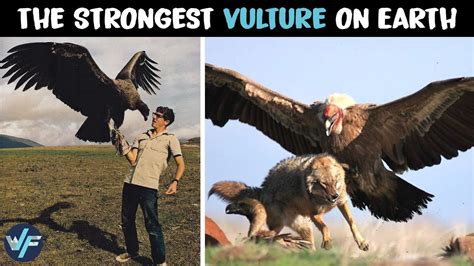 Andean Condor, Vulture, Bald Eagle, Google Images, Camel, Birds, Earth ...