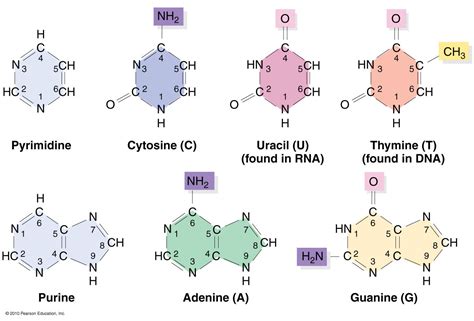 Pyrimidine bases