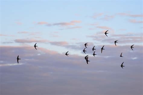 Bird migration: definition, routes & examples - Plantura