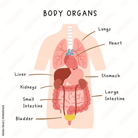 Human body organs illustration. Human anatomy infographic for kids ...