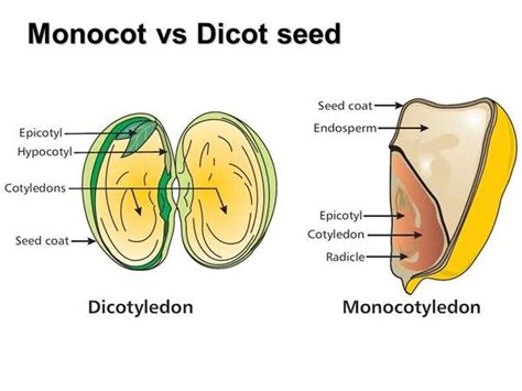 8 Difference Between Monocot And Dicot Seeds - AMERICAN GARDENER